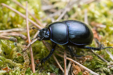 Macro photo of a dor beetle, Geotrupes stercorosus 