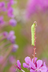 Elephant hawk moth, Deilephila elpenor larva on willowherb