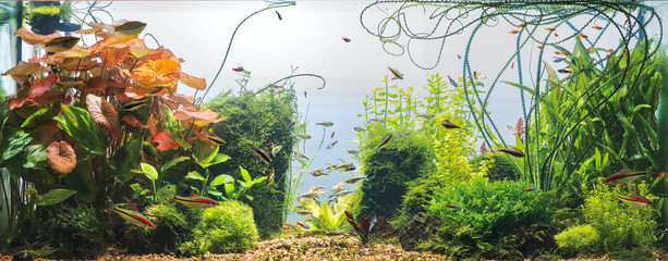 Panoramic view of planted tropical fresh water aquarium with white background - 192905160