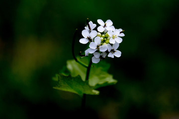 kleine weiße blumen in nahaufnahme