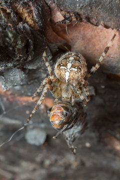 European garden spider, Araneus diadematus feeding on insect