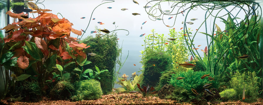 Panoramic view of planted tropical fresh water aquarium with white background