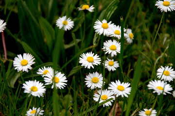 Fototapeta premium kleine weiße blumen in nahaufnahme