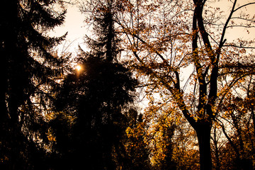 Naklejka premium bäume im sonnenlicht