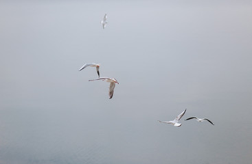 Single Sea gull, herring gull, flying isolated against water isolated.