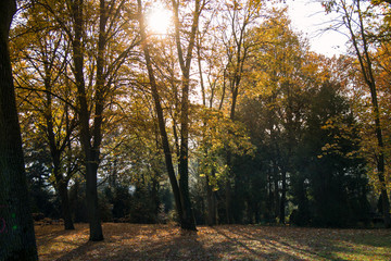 Fototapeta na wymiar bäume im sonnenlicht