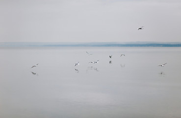 Seagulls fly over the water. It's a nasty day.