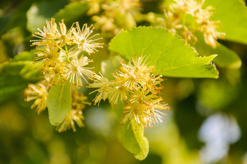 Flowering large-leaf Linden (Tilia). The branches are covered with yellow flowers. Medicinal plant