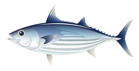 7 275 Bonito Fish Wall Murals Canvas Prints Stickers Wallsheaven 7 275 Bonito Fish Wall Murals Canvas Prints Stickers Wallsheaven