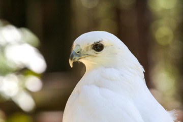 Leucistic (White) Red-Tailed Hawk