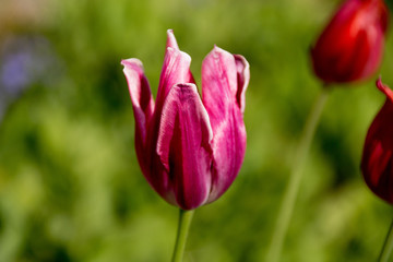 lila weiße Tulpen endlich Frühling
