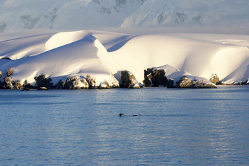 L& 39 Antarctique par une journée ensoleillée - Péninsule Antarctique - Coucher de soleil, baleine à bosse nageant en premier plan