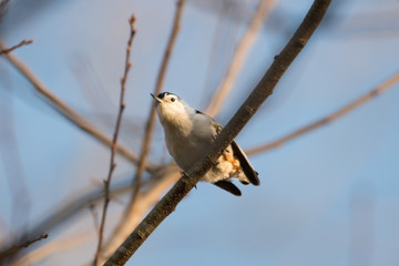 White Breasted Nuthatch perched on a branch in  Winter