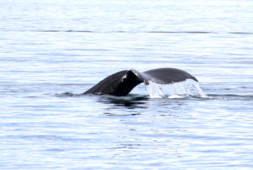 Humpback Whale swimming, showing Tail Fluke, Victoria, Canada