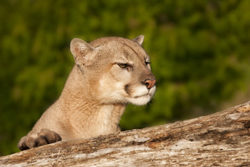 Fototapeta na wymiar Cougar Peeking over the Side of a Log