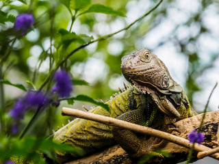 Green iguana