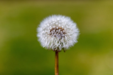 blühender Löwenzahn Pusteblume