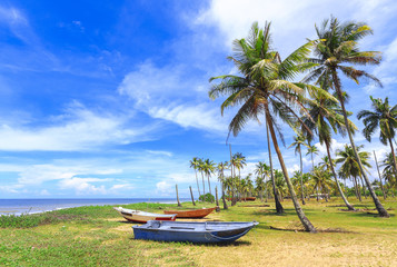 Obraz na płótnie Canvas Panoramic view of tropical beach with coconut palm trees.