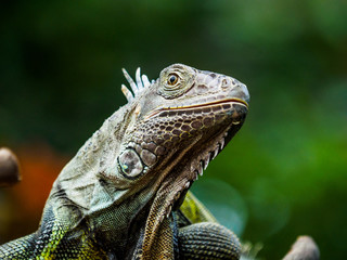 Green iguana