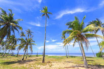 Panoramic view of tropical beach with coconut palm trees.