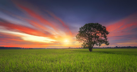 Fototapeta na wymiar Magical sunset with tree