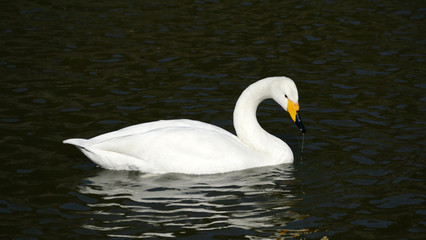 Obraz premium 白鳥 古徳沼
