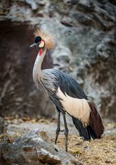 Crowned crane