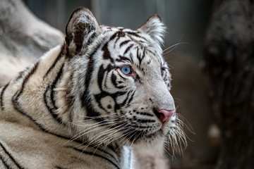White bengal tiger