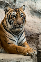 Fototapeta na wymiar bengal tiger