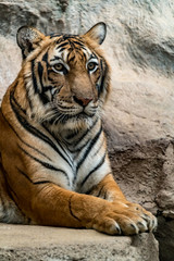 bengal tiger