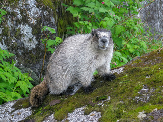 Naklejka premium Marmot on a Rock in Alaska
