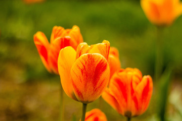 gelbe rote orange Tulpen endlich Frühling
