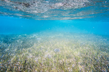 Fototapeta na wymiar White Spiky Urchins Closeup Underwater View