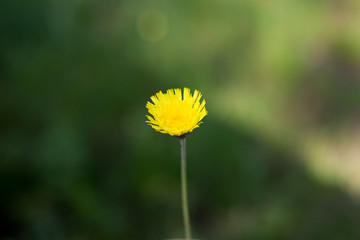 gelbe Bl&uuml;te Blume mit gr&uuml;nem Hintergrund