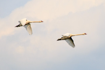 zwei fliegende Schwäne in der Luft