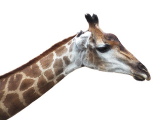 Fototapeta na wymiar african giraffe head isolated on white background