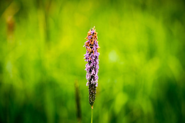 Lila Blüte mit Pollen vor grünem Hintergrund