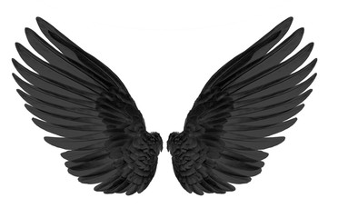 black wing of bird on white background