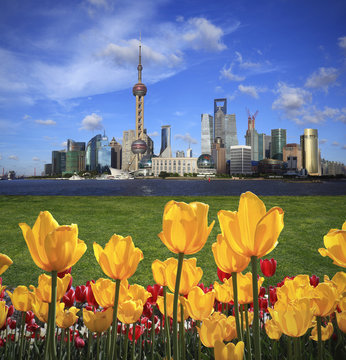 Yellow tulips with Shanghai skyline of city landscape architecture