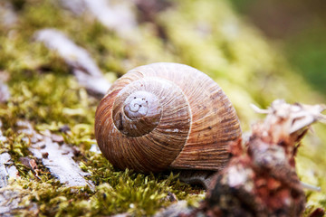Weinbergschnecke auf Moos auf einem Baumstamm