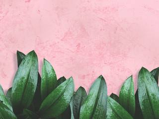 green leaves over pink grunge concrete wall. © pkanchana