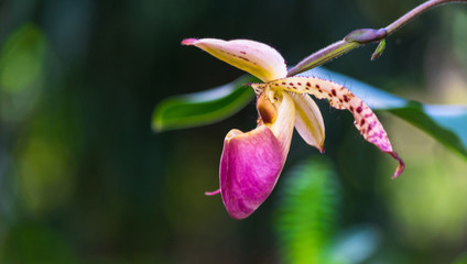 Naklejka na ściany i meble Orchid flower in tropical garden, Chiang Mai, Thailand. Orchids Floral background..Paphiopedilum, often called the Venus slipper, is a genus of the Lady slipper orchid subfamily Cypripedioideae