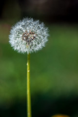 DIENTE DE GATO SILVESTRE