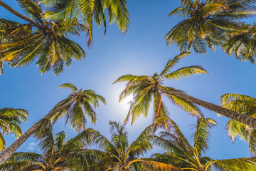 Fototapeta na wymiar Palm Trees and Sunlight
