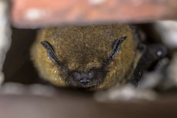 Hibernating bat