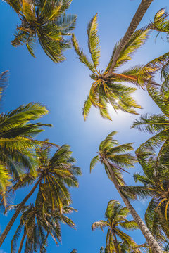 Palm Trees and Sunlight