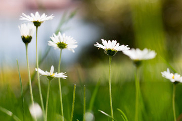 Gänseblümchen von unten auf der Wiese