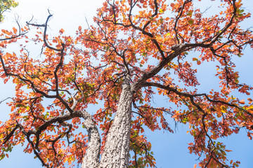 Multi-colored trees and autumn sun shining in the clear blue sky. A vivid and greatly varied display of fall foliage, Thailand