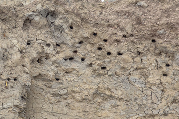 Sand martin breeding site