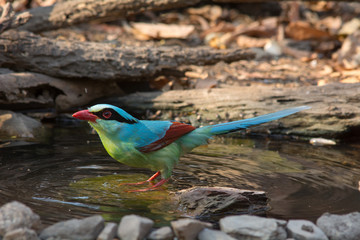 Common green magpie